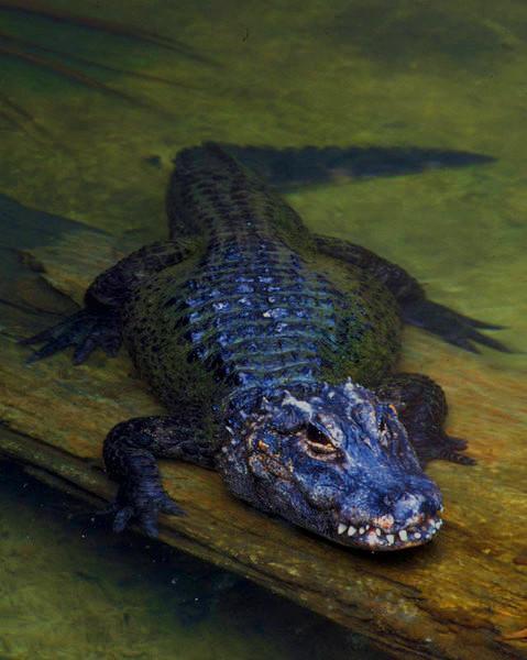 Alligator or Snakeskin Leather